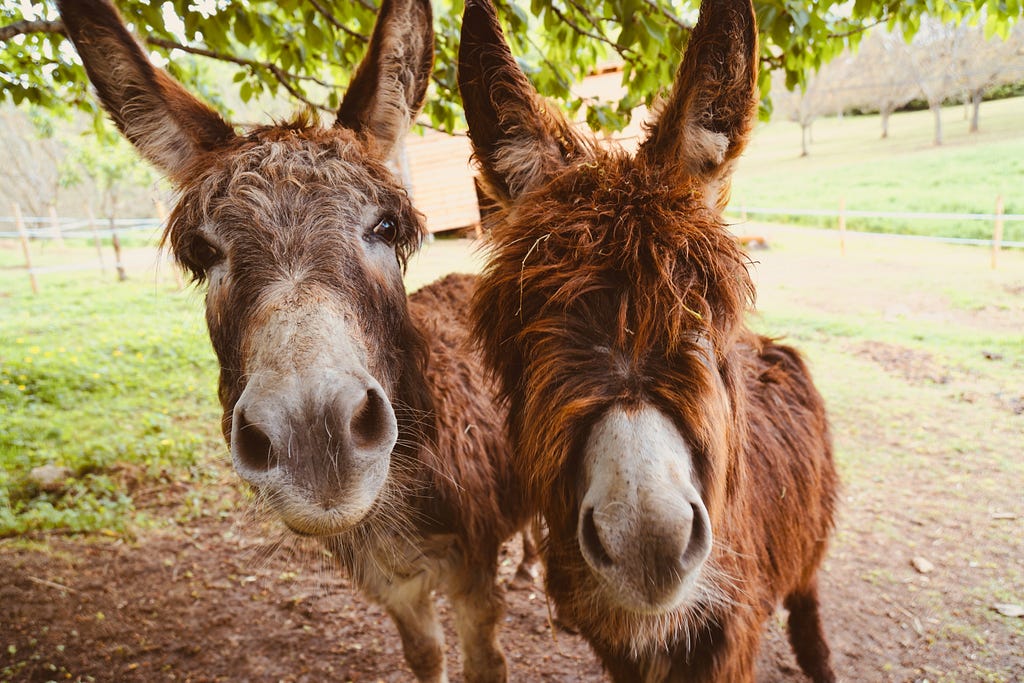 Two donkeys stand next to each other and look at the camera. There is a grassy field behind them.