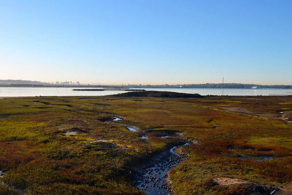 Mission Bay Wetlands in San Diego, CA