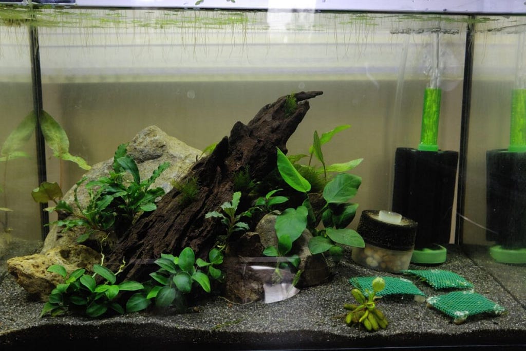 Freshwater Shrimp Tank Guide (The Top Beginner Aquarium Shrimp)