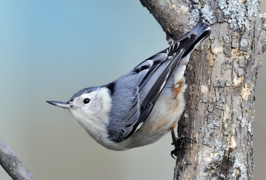 nuthatch on tree