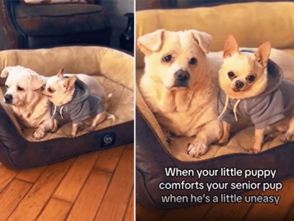 Huang’er and Toby, the Chihuahua comforting his older brother