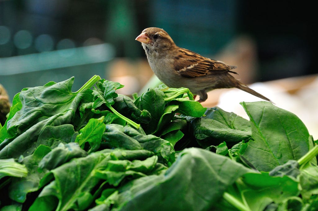 Do Birds Eat Lettuce? Unveiling Avian Diet Secrets