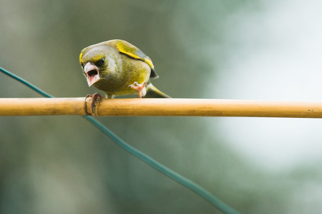 A bird with an angry expression