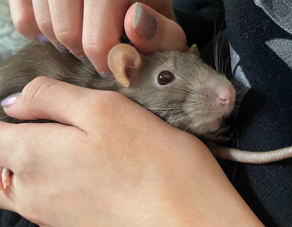 Light-colored fancy rat being cuddled by one of her humans