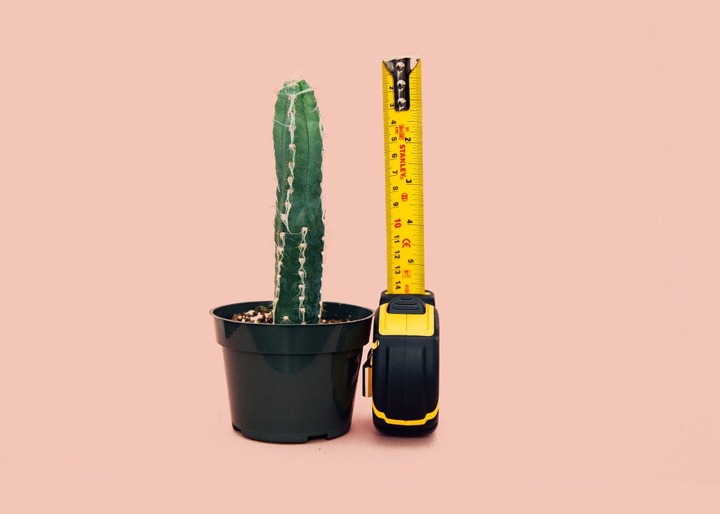 Cactus next to measuring tape