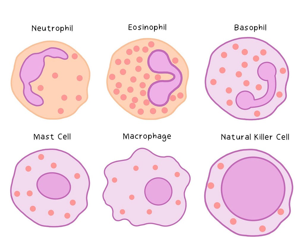 Illustration of the sensor cells of the immune system. Neutrophil, eosinophil, basophil, mast cell, macrophage, natural killer cells