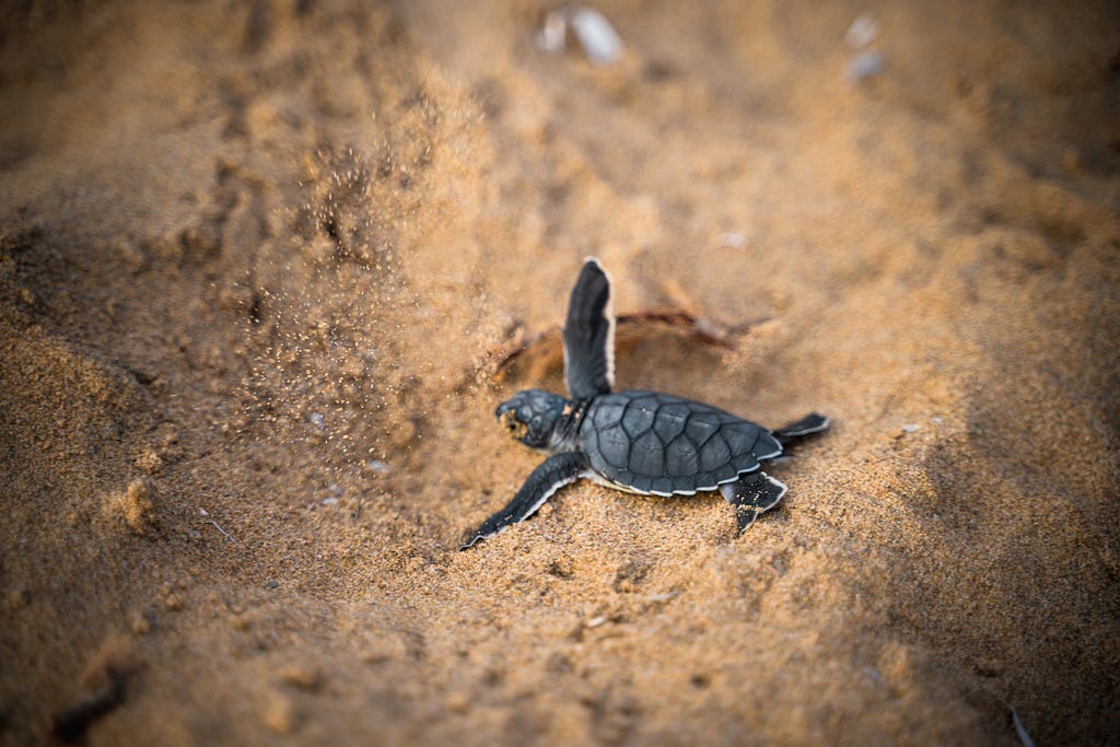 A baby sea turtle crawling across sand.