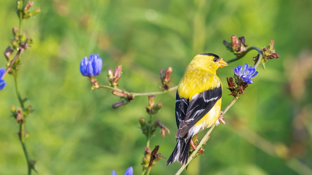 A Goldfinch