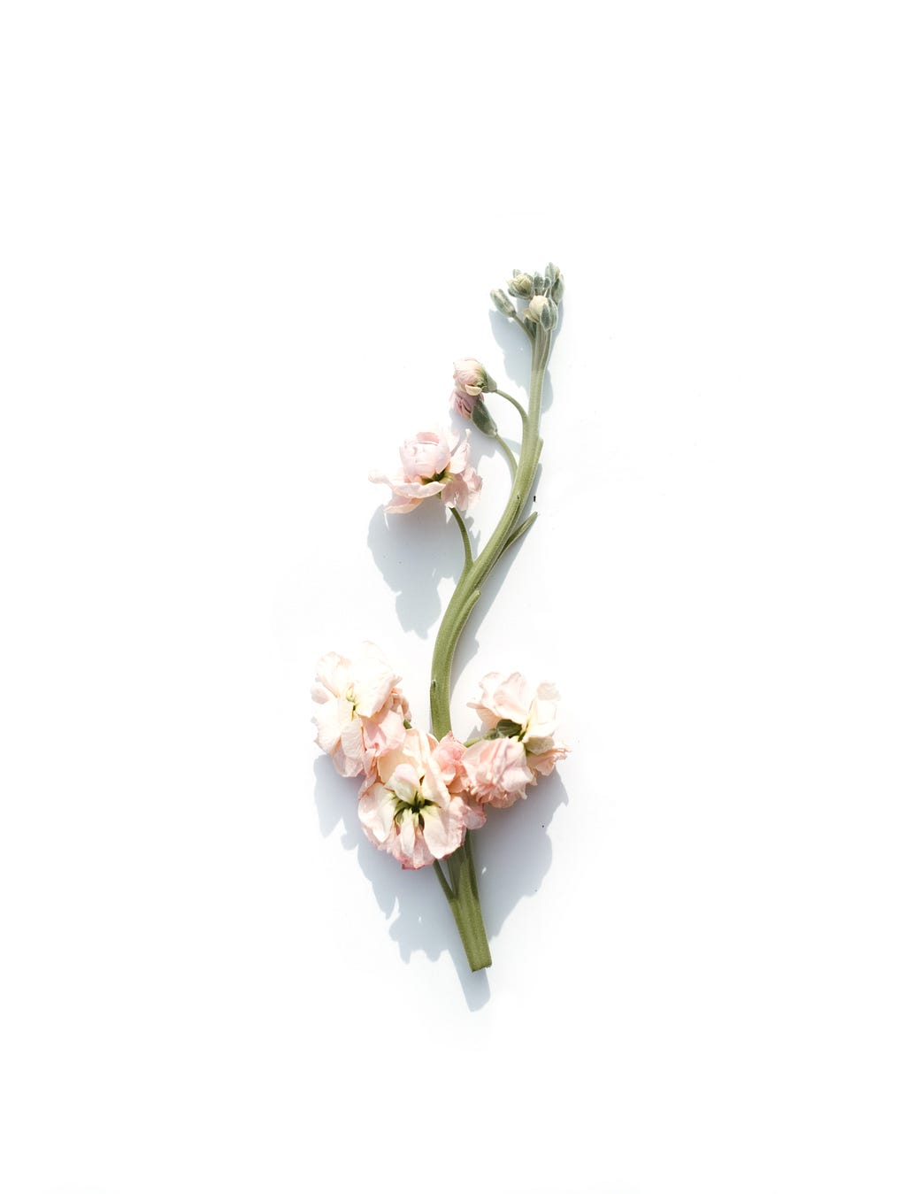 Pink flowers blooming on a green stalk