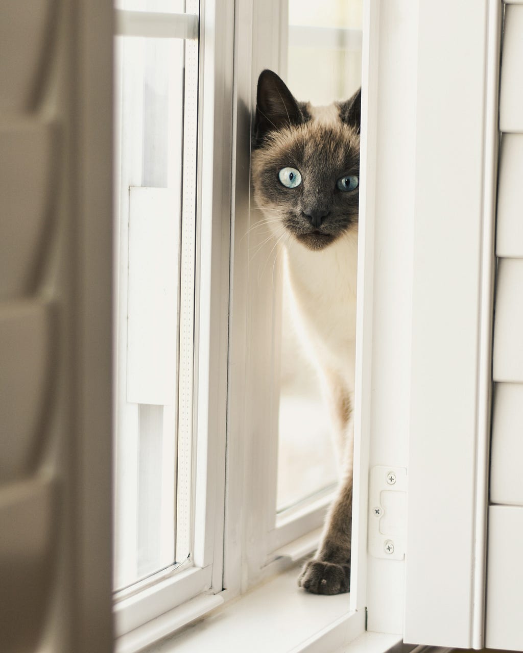 A grey and white cat peeking through a half closed door, avoiding company.