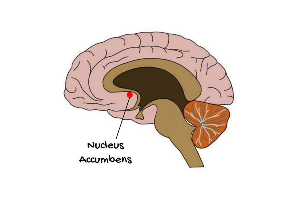 Desenho de um cérebro mostrando onde fica o Nucleus Accumbens, na região frontal.