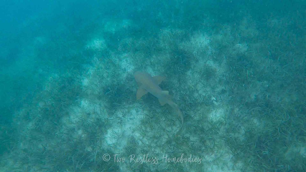 Snorkeling with a nurse shark cruising underneath on Silk Caye reef