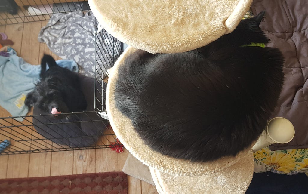 Photo from above of a very fluffy black cat curled up asleep on a cat tree and below a scruffy black puppy in a puppy pen. The puppy is licking his own nose.