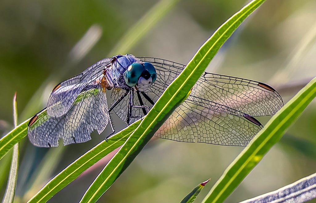 A vibrant dragonfly perched on a grassy riverbank.