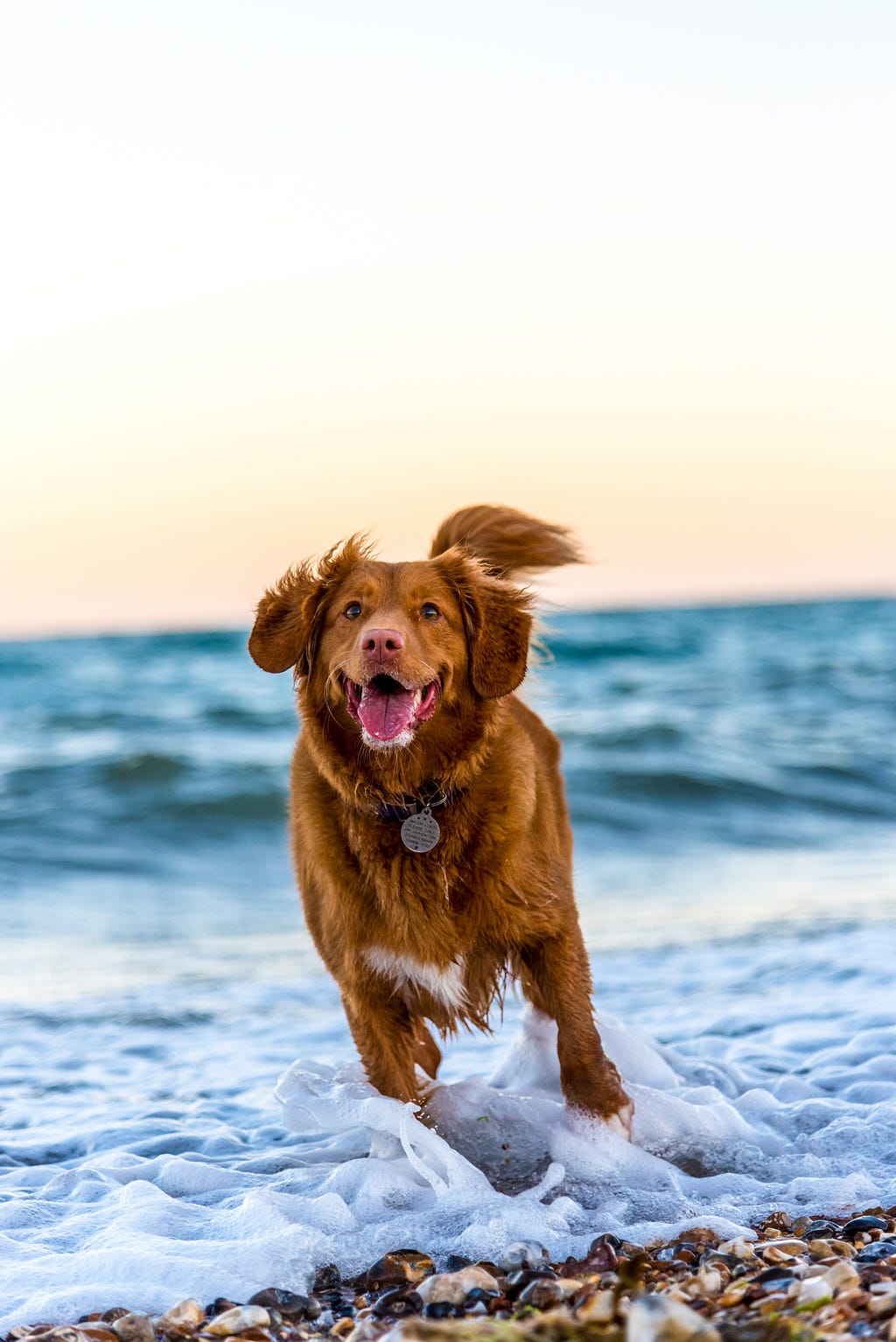 A dog running in beach