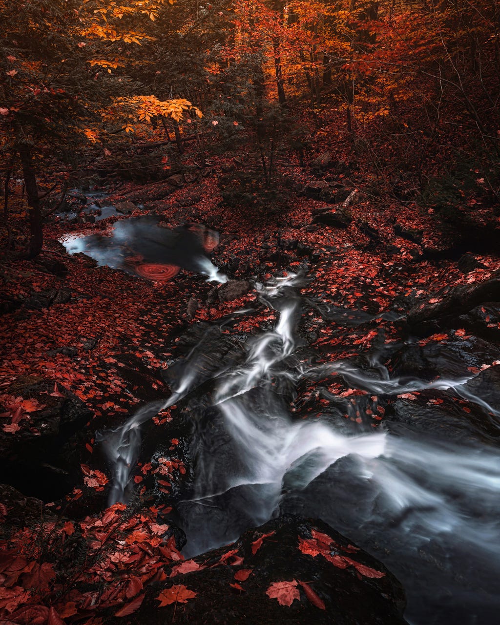 A forest scene during fall with a stream through the piles of fallen leaves