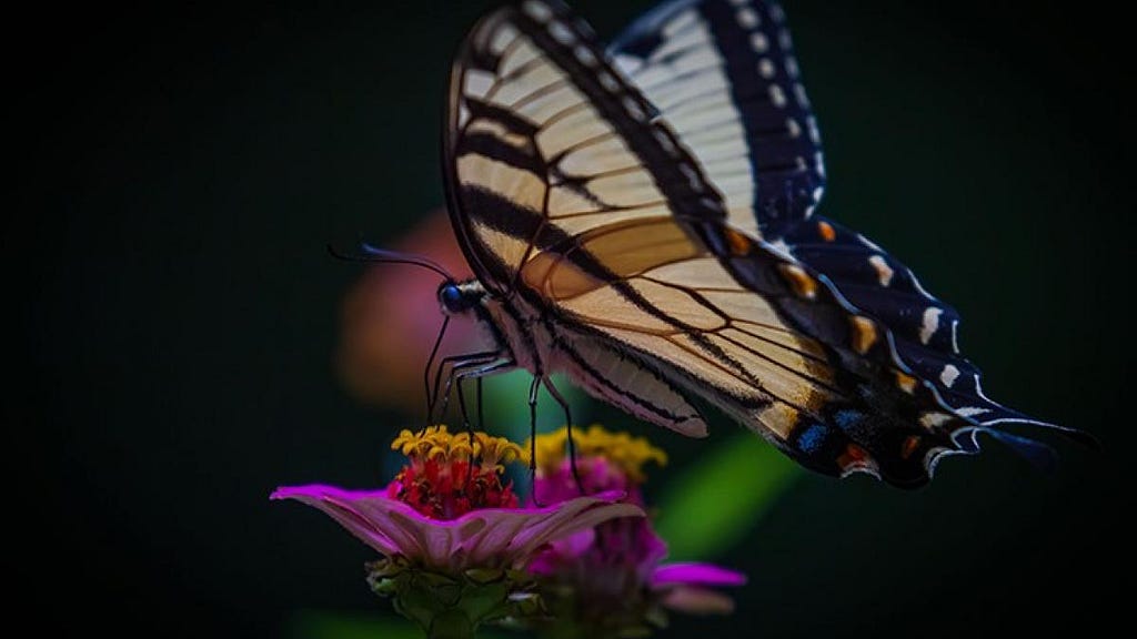 Eastern tiger swallowtail butterfly drinking nectar from zinnia flower.