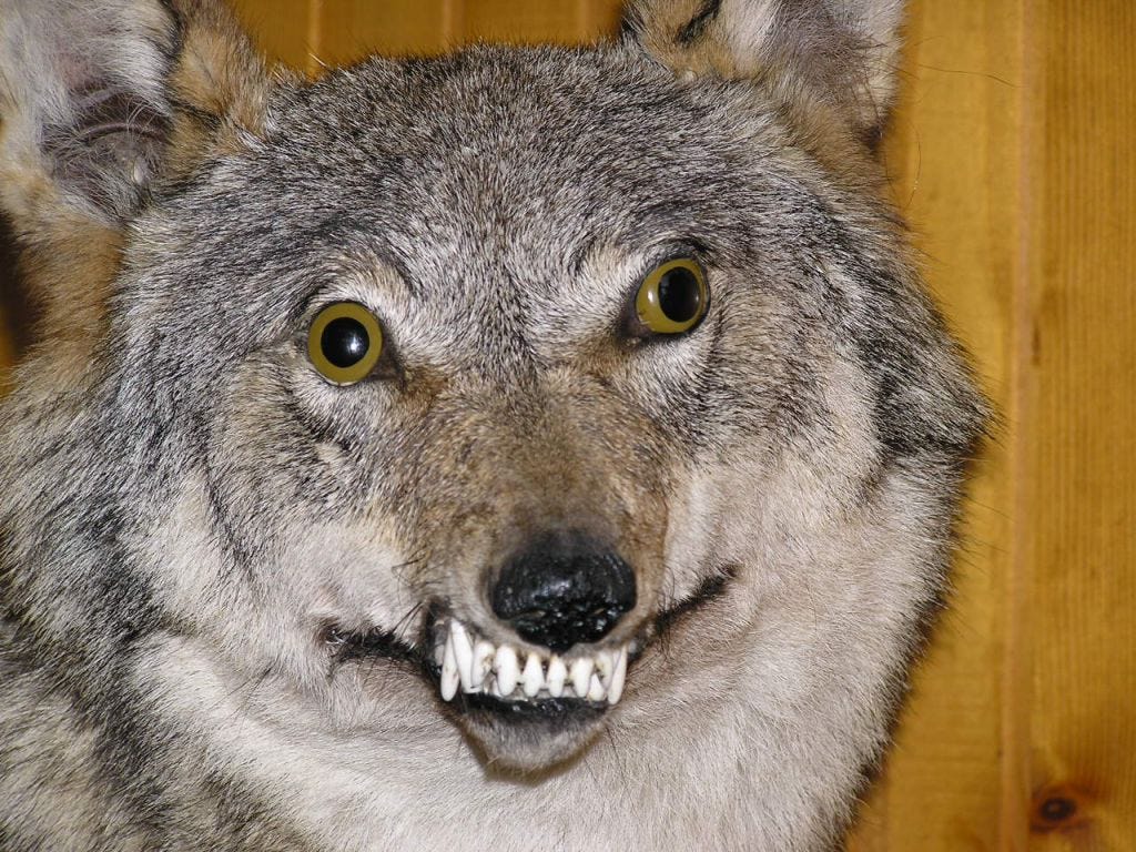 A photograph of “bad taxidermy”, showing a poorly stuffed wolf: it has its teeth bared, but its eyes are button-like and staring off in different directions — drawing attention to its asymetrical face and generally goofy vibe.