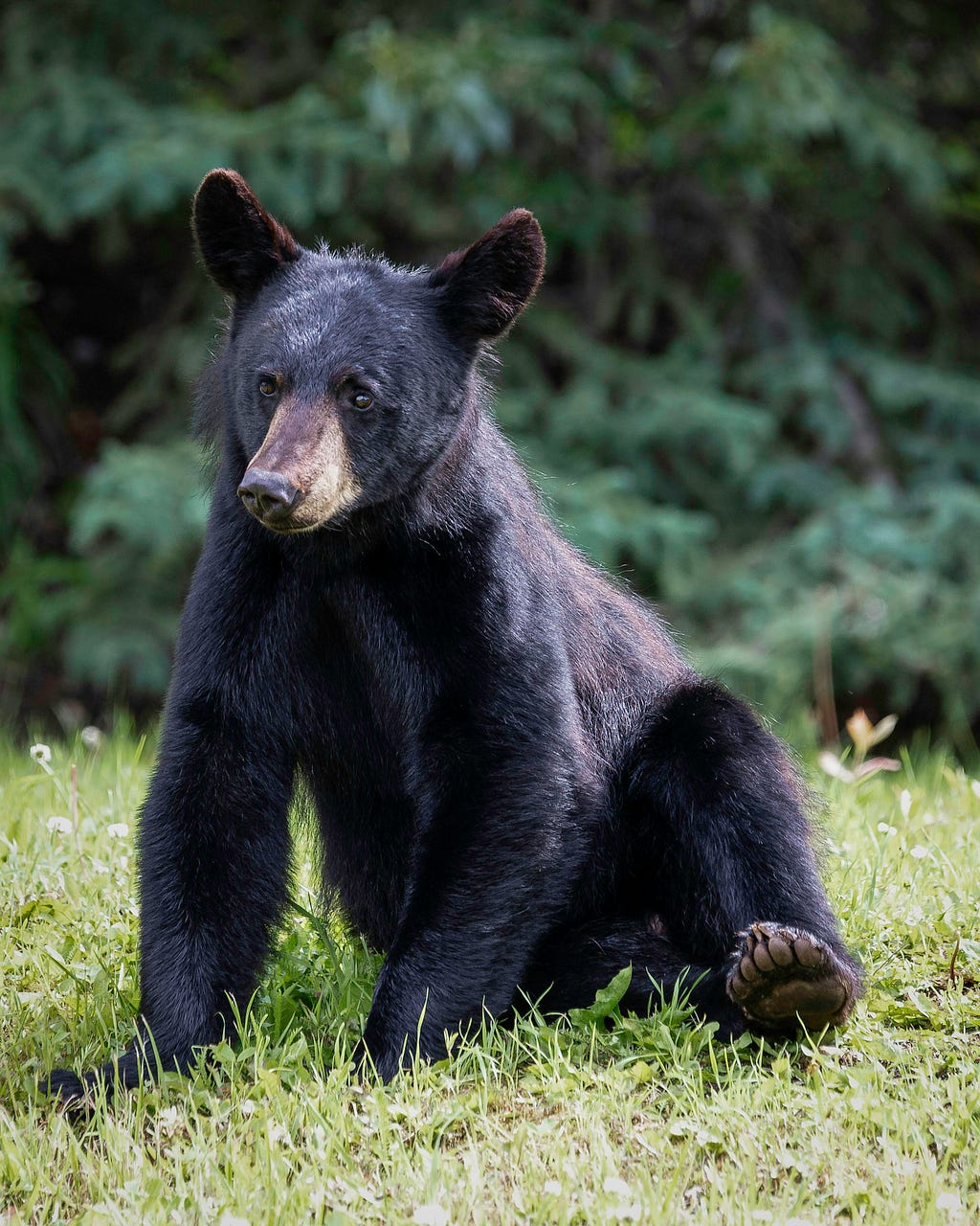 A Black Bear