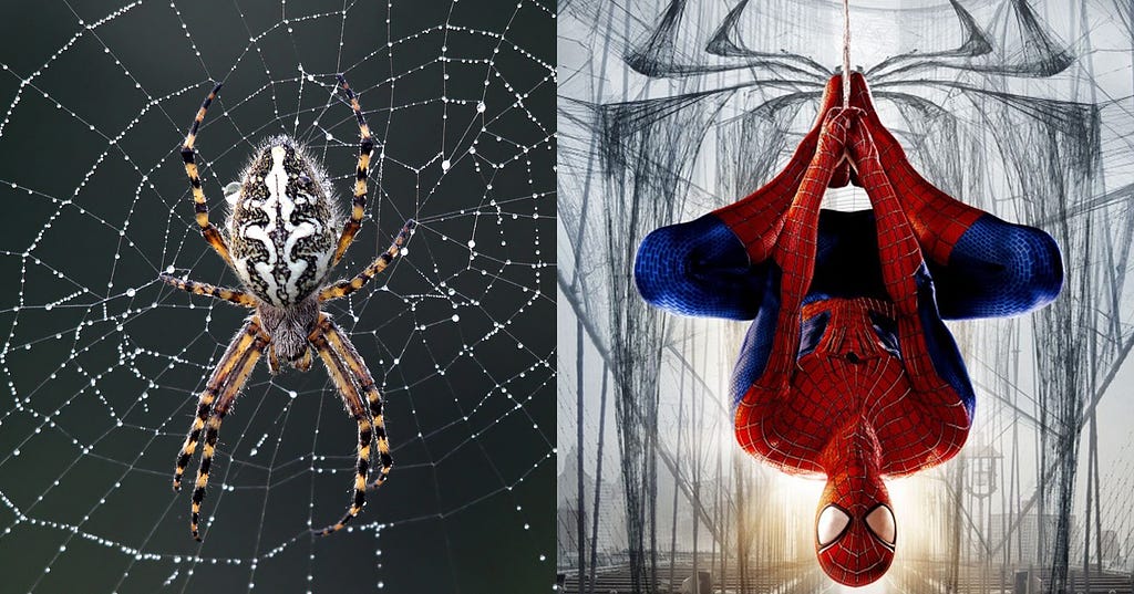 Scientists Say Spider Silk Is Their Ultimate Secret Weapon OMGFacts