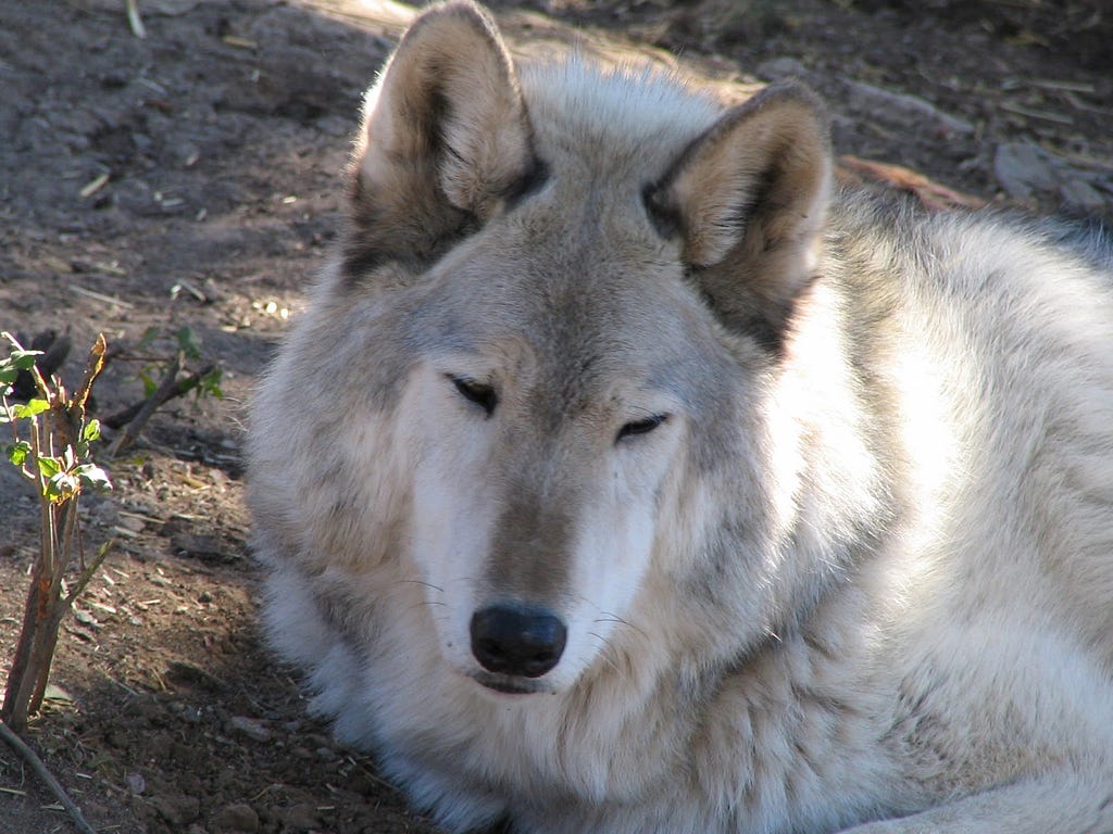 A sleepy wolf (Cheyenne) rests her tired eyes while lying on the ground.