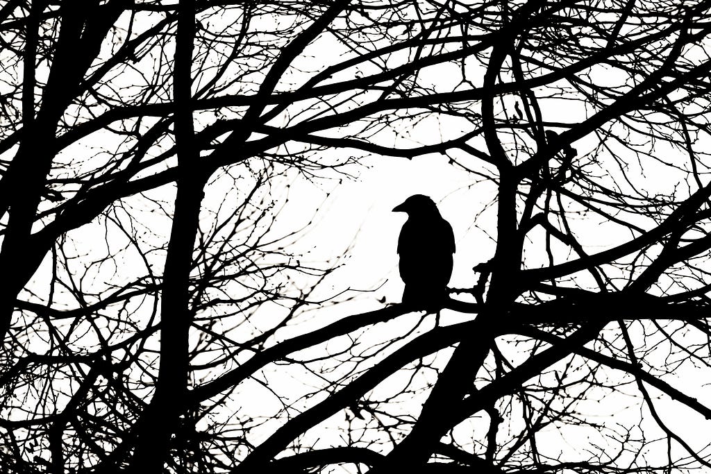 An image shows a raven’s silhouette against the backdrop of a tree with vine like branches.