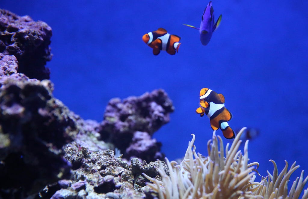 ocean acidification, pengasaman laut adalah