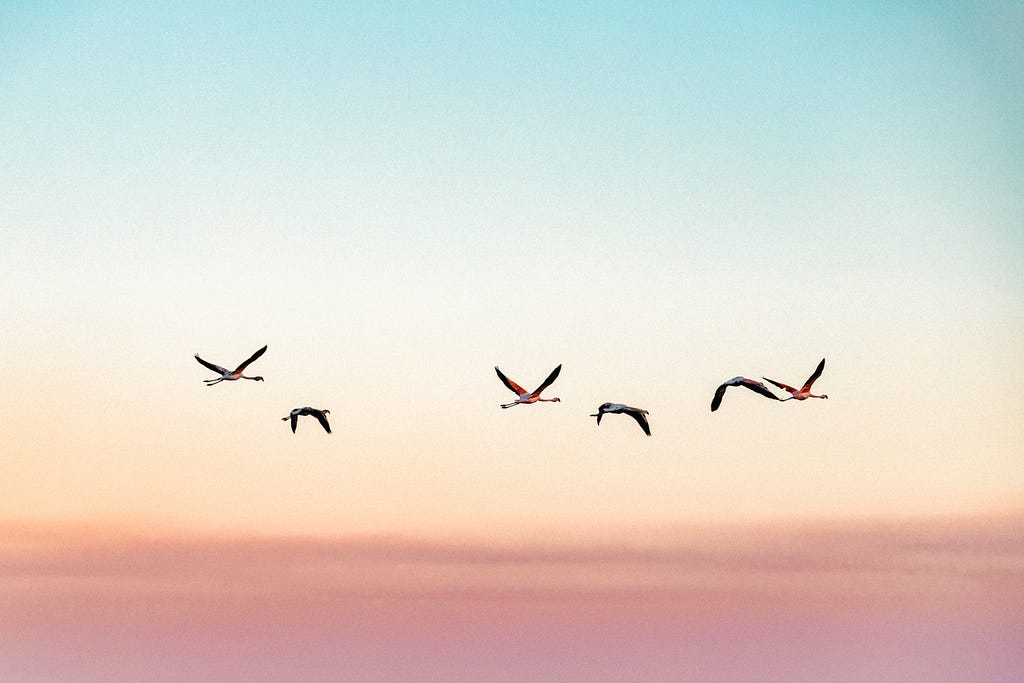 Birds flying on a blue and pink sky