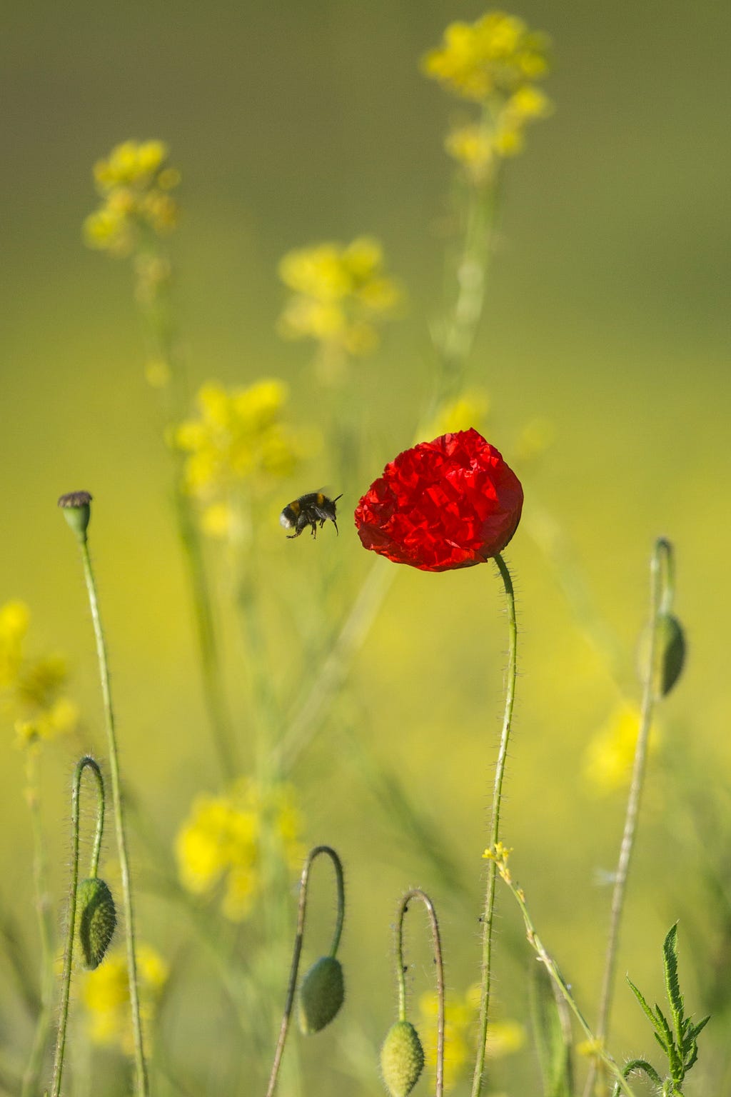 A bee flying up to a rose in nature, literally.