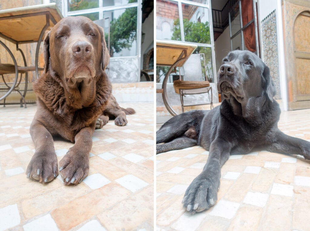 two lab dogs