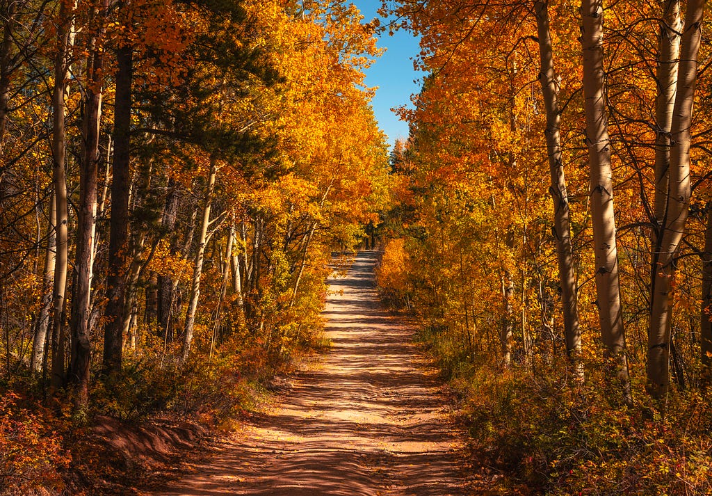 Can Gratitude Carry Us Through This Season?