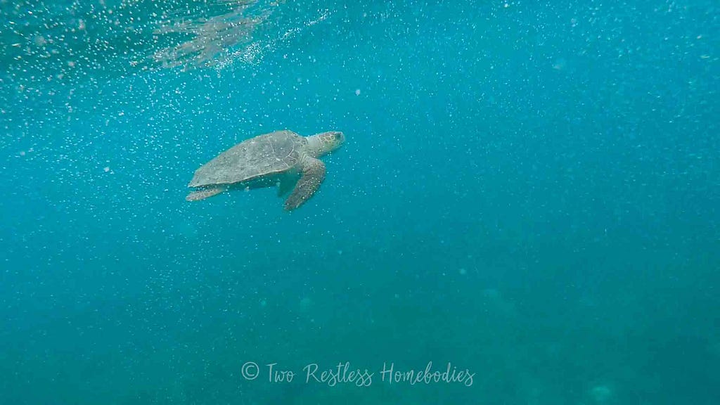 Closeup on a lagerhead while snorkeling Silk Caye reef