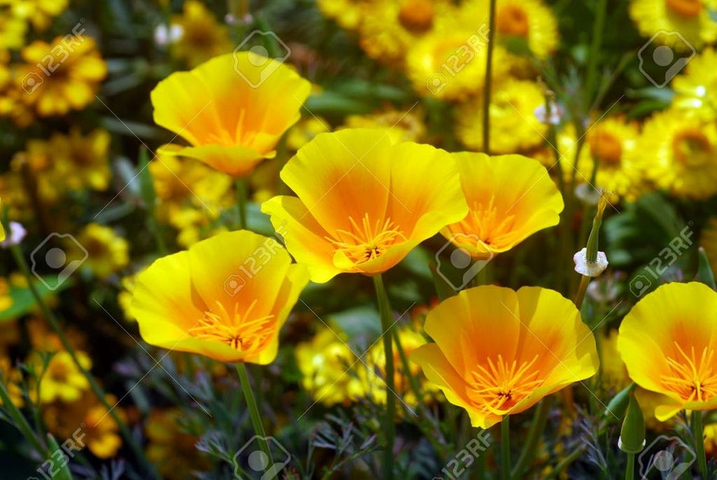 isolated shot of a yellow california poppy flower - yellow poppy flower pictures