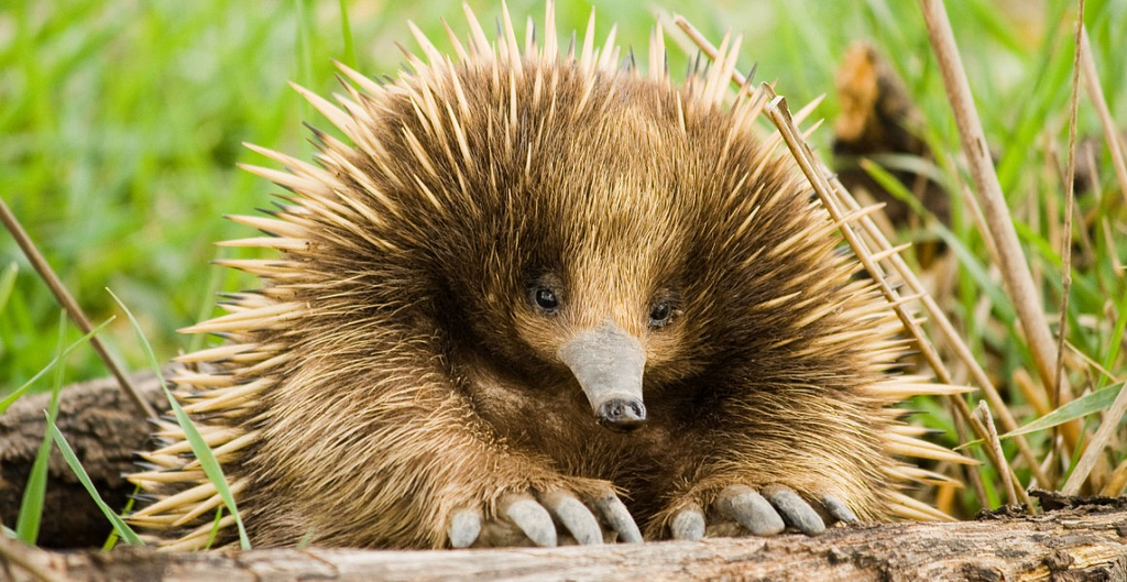 © Jarrod Calati/Shutterstock