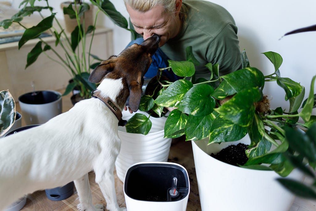 Image of a man and a dog, surrounded by plants. Photo by vadim kaipov on Unsplash