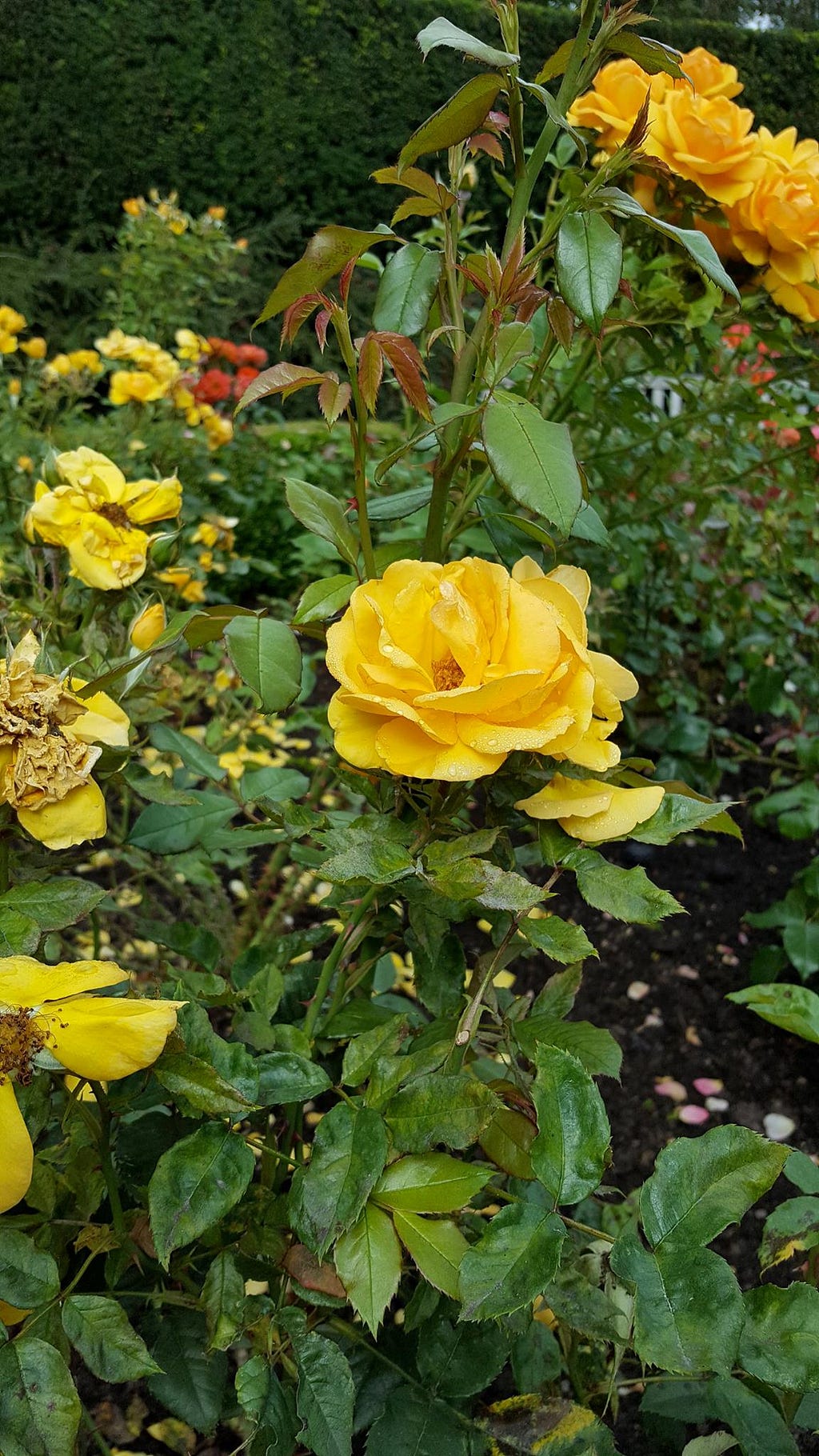 Stanley Park Roses