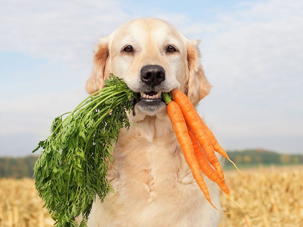 Can Dogs Eat Carrots - 3 Questions