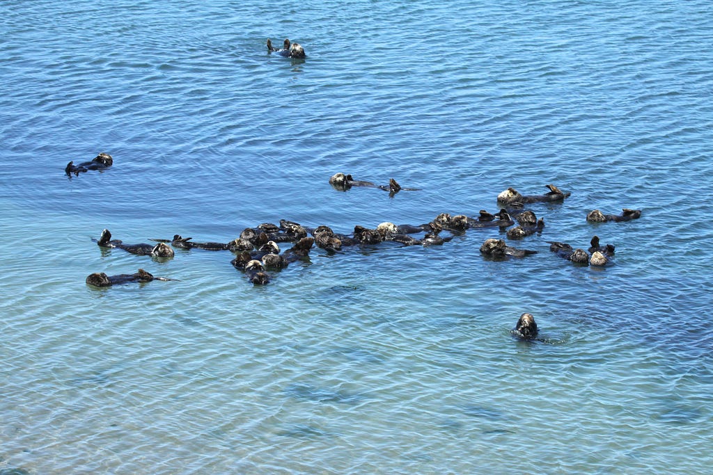 Southern sea otters float at Moss Landing, California.