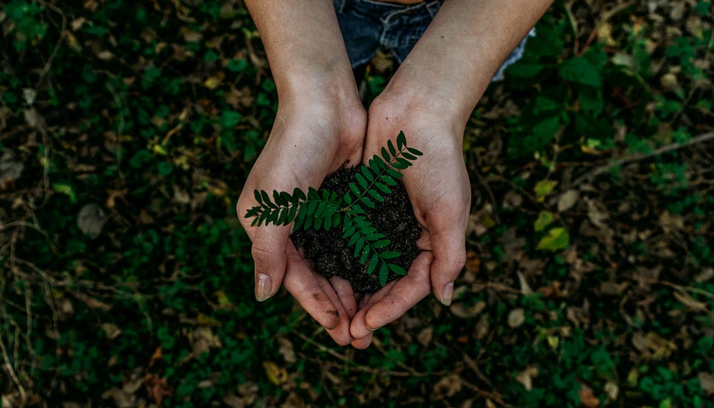 A pair of hands holding a small amount of dark soil with a vibrant green fern leaf on top, against a backdrop of a leaf-covered forest floor