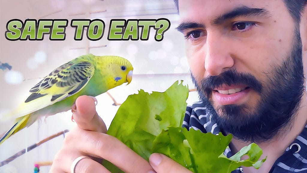 Do Birds Eat Lettuce? Unveiling Avian Diet Secrets