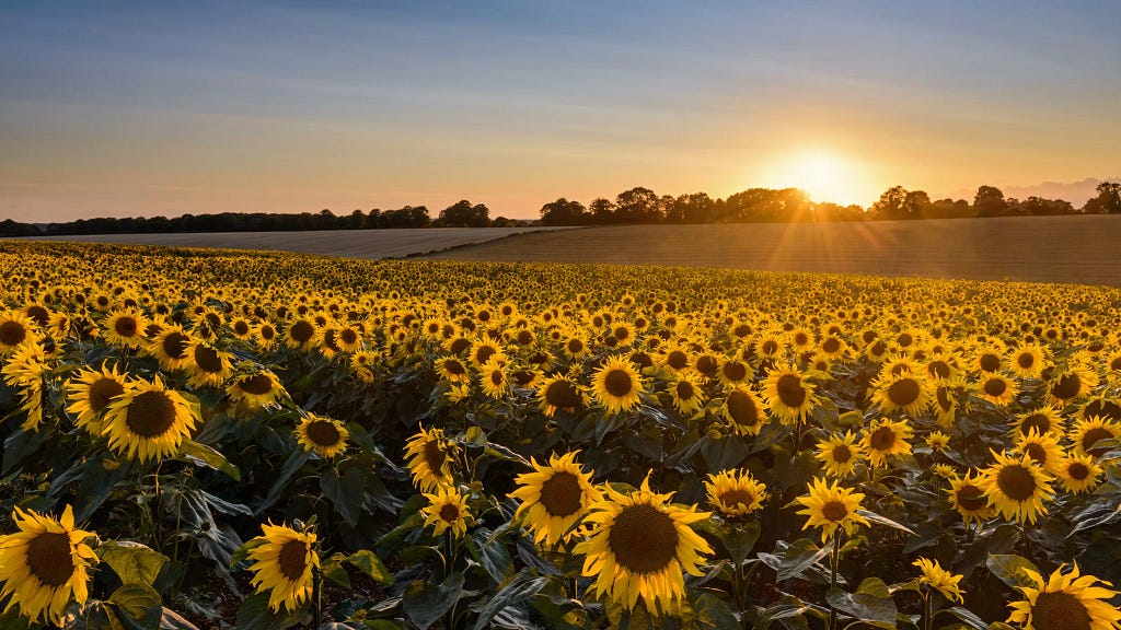 Sunflowers