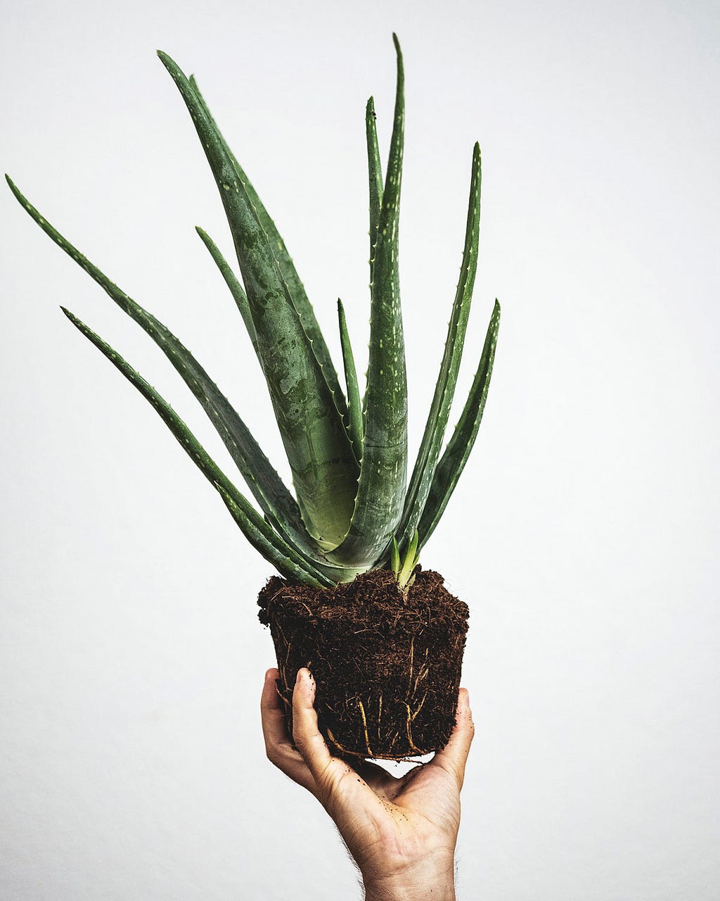 image of an aloe vera plant, being held in a hand