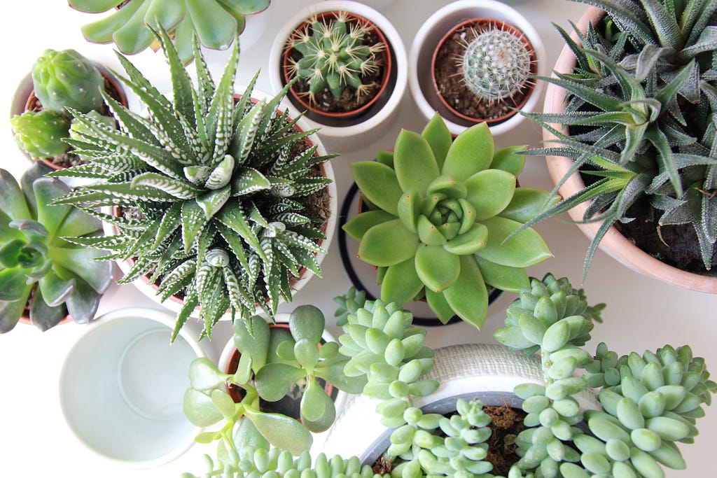 Succulents growing in pots against a white background