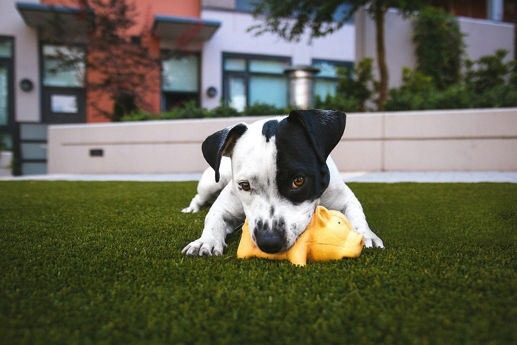 Dog playing with a toy on grass