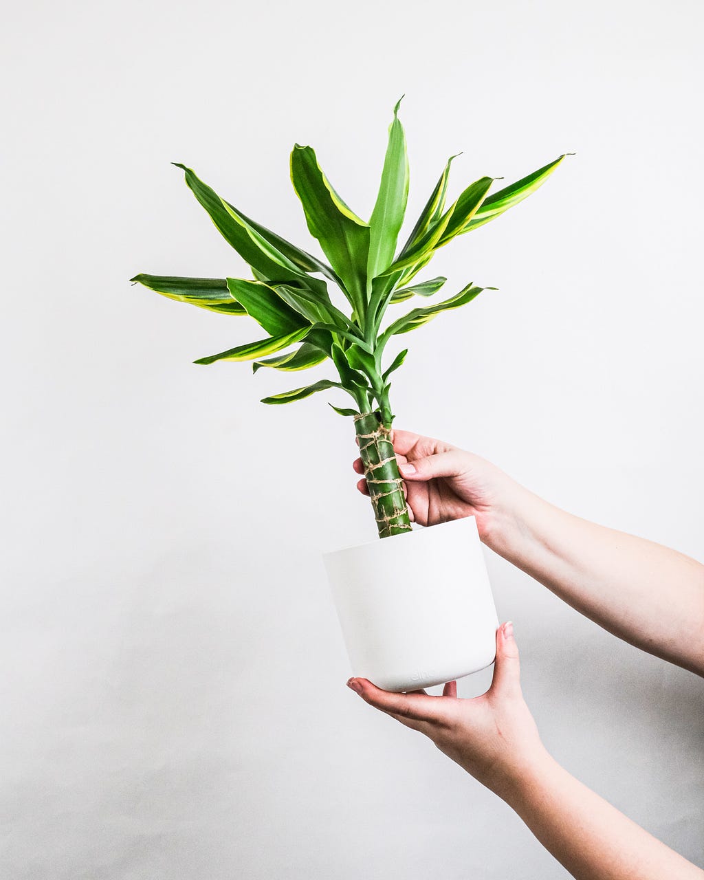 dracaena plant in a white pot being held in a hand