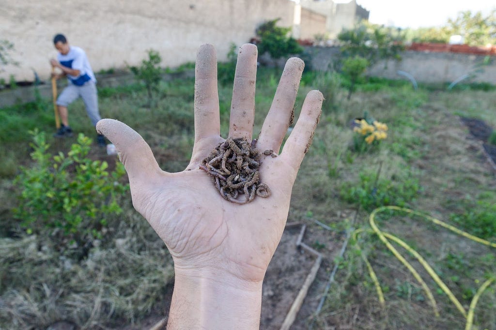 The presence of earth worms is a sign of soil good health