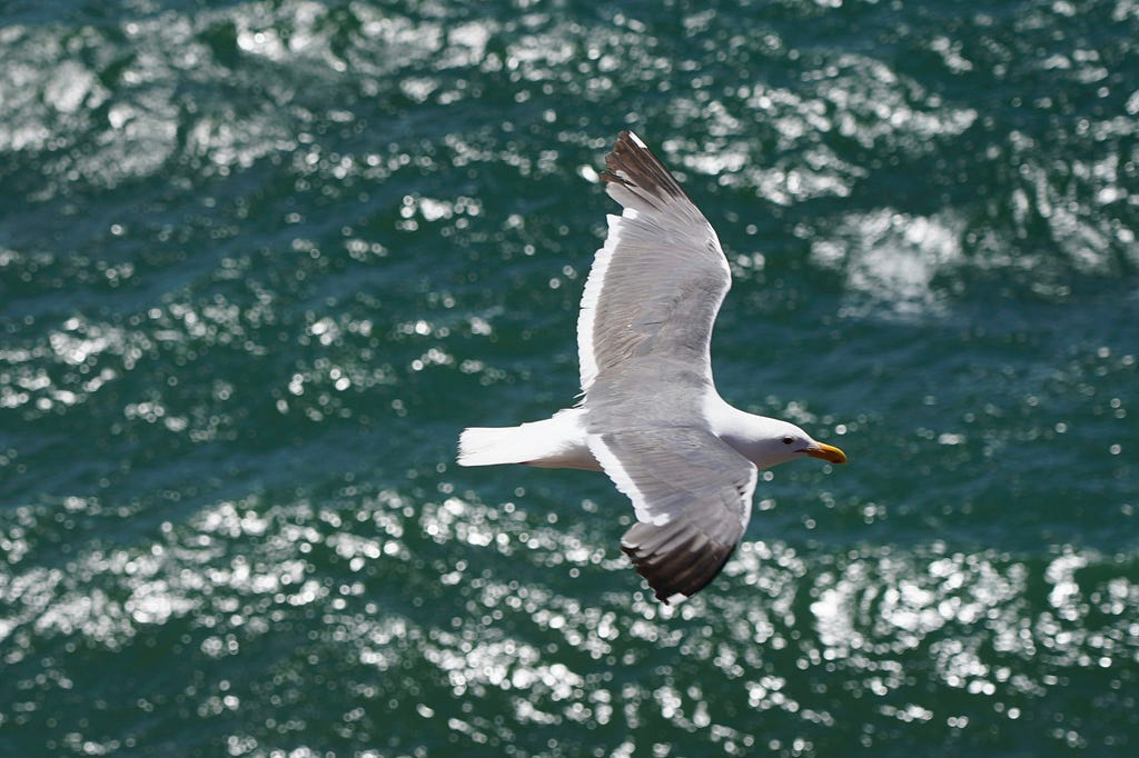 Seagull flying above ocean
