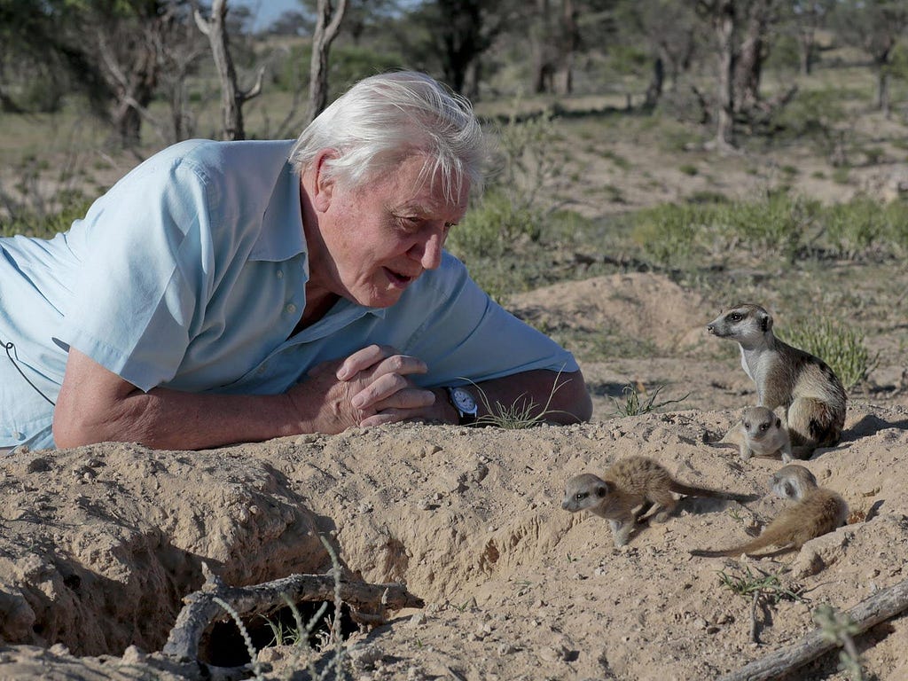 Image of Sir David Attenborough on the floor observing an animal