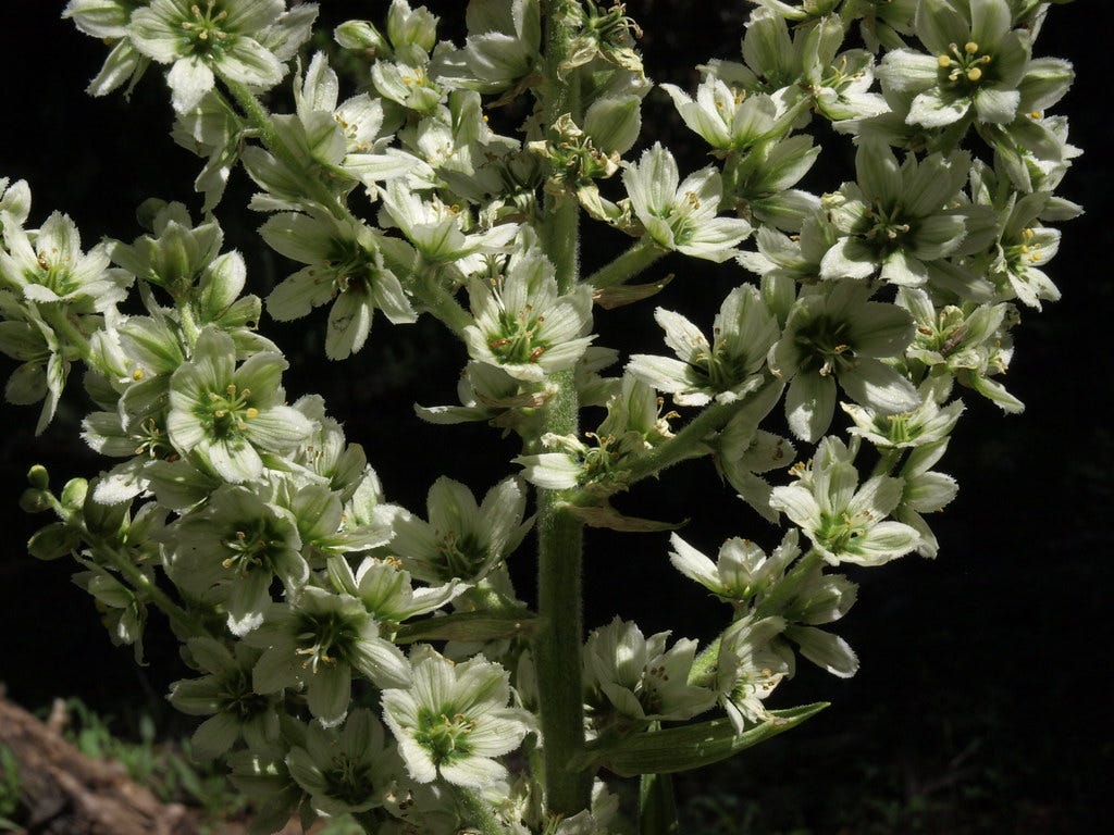 “cornlily, Veratrum californicum” by Jim Morefield is licensed under CC BY-SA 2.0