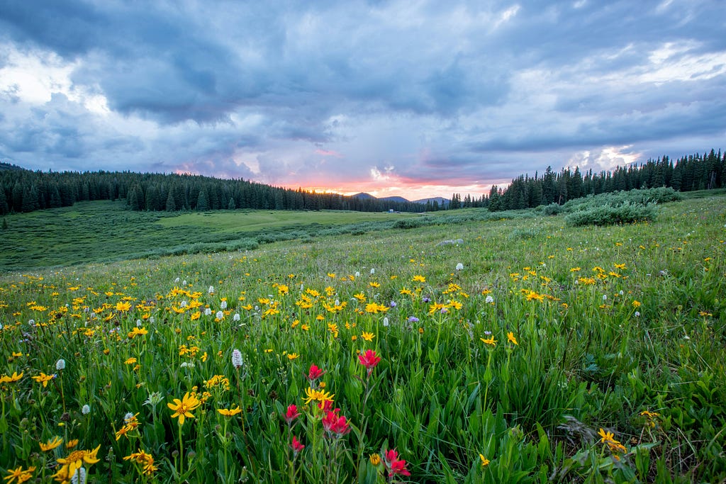 A field full of flowers, the sun setting in the distance.